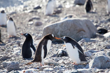 Fototapeta premium Gentoo Penguins, Neko Harbour, Antarctica