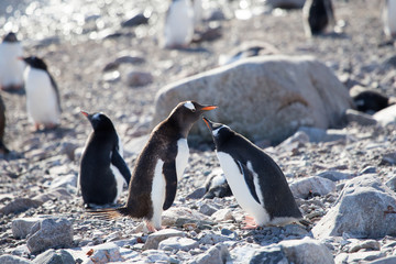Obraz premium Gentoo Penguins, Neko Harbour, Antarctica