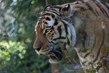 Tigre siberiana, Panthera tigris altaica. ritratto della tigre siberiana. occhi della tigre. 