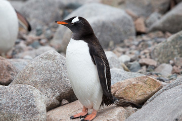 Naklejka premium A gentoo penguin at Neko Harbour, Antarctica