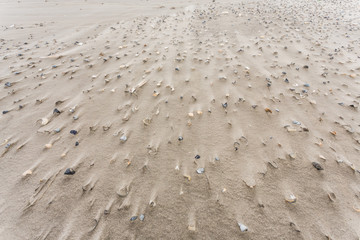 Muscheln am Strand von Schiermonnikoog