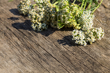 White yarrow flowers (Achillea millefolium) on wooden background