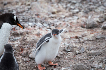 Naklejka premium A Gentoo Penguin Chick.