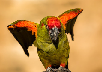 Conure mitrée
