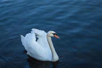 Swan looking at the camera
