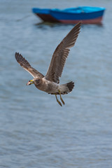 Seabird in flight, carrying a clam, on the Paracas coast, Peru.