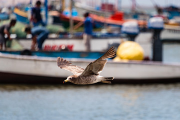 Seabird flying past local fisherman in Paracas, Peru.
