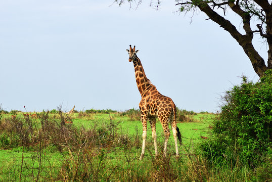 The giraffe in savanna. Uganda, Africa