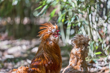 The Padovana or Padovana dal gran ciuffo