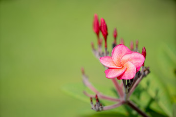 Fototapeta premium pink and red Plumeria on green background