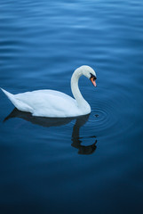 Swan looking at the camera