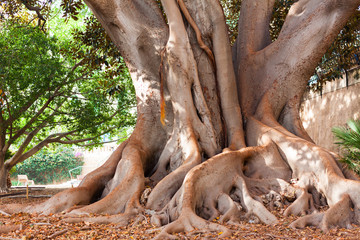 Giant ficus tree (Ficus macrophylla) in the garden of Misericordia. Palma, Majorca, Spain © Jeanne Emmel