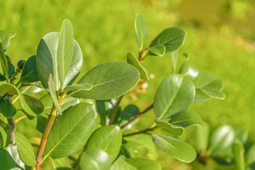 Green Plants Background
