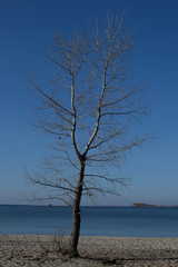 Дерево с опавшей листвой на песчаном берегу моря