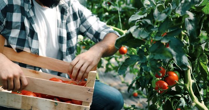 Male farmer picking fresh tomatoes from his hothouse garden