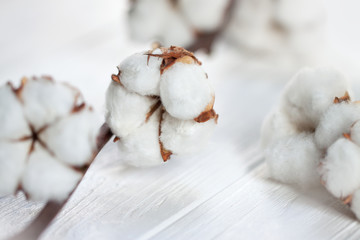 Delicate white flowers of cotton on a wooden Board. Beautiful natural background.