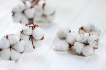 Delicate white flowers of cotton on a wooden Board. Beautiful natural background.