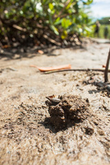 Fiddler Crab 1