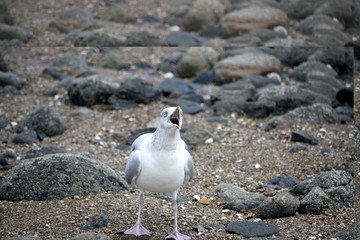 Mouette