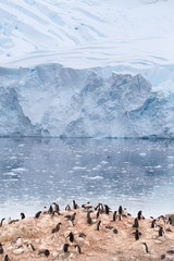 A Gentoo Penguin colony at Neko Harbour, Antarctica