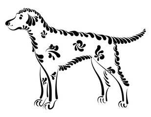 Beautiful decorative dog