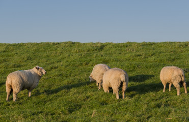 Schafe auf einem Deich an der Elbe