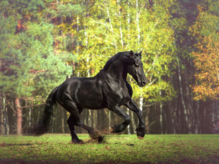Naklejka na ściany i meble Big black Friesian horse runs on the forest background