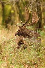 Beautiful fallow deer male (dama dama) in autumn forest.