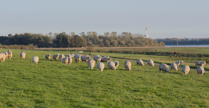 Schafe auf einem Deich an der Elbe