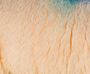 Schafe auf einem Deich an der Elbe