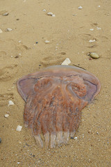 Méduse échouée sur la plage à la Pointe de l'Aiguillon, Vendée