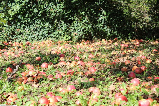 le champ de pommes
