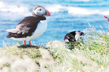 Papageitaucher am Meer in Island