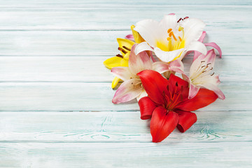 Colorful lily flowers