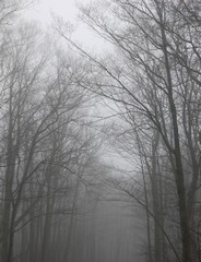 Fototapeta premium Looking down a gloomy, misty row of bare trees.