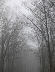 Looking down a gloomy, misty row of bare trees.
