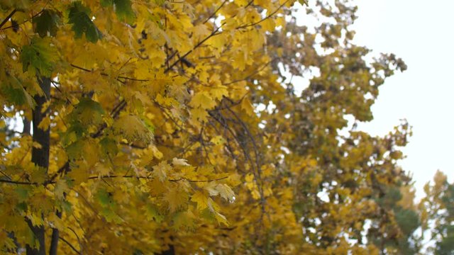 Autumn maple leaves swaying in wind in autumn park. Slow motion.