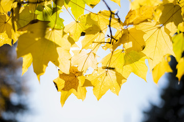 Autumn foliage. Maple leaves. Autumn Background