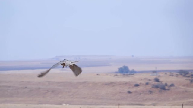 Lanner falcon flying close to camera in slow motion at eye level