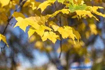 Yellow maple leaves on a sunny day. Autumn background