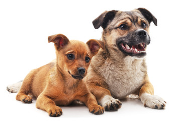 Obraz premium Two dogs.