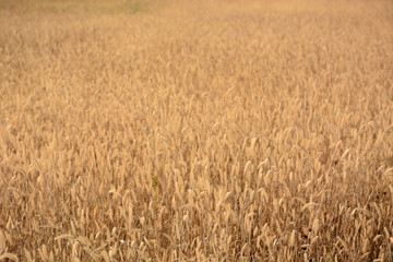 Ears of dry grass background