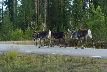 Group of reindeer on the road, Sweden