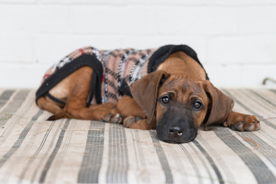 puppy on mattress