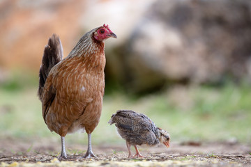 Verwilderte Henne mit Küken auf Kauai, Hawaii, USA.
