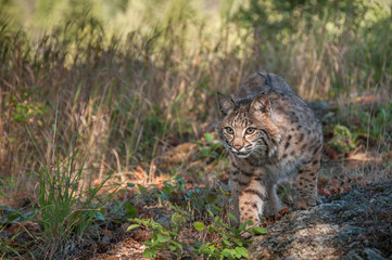 Bobcat on the prowl
