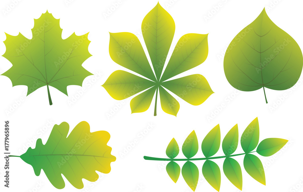 Wall mural collection of different types of leaves. vector.