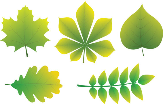 Collection of different types of leaves. Vector.