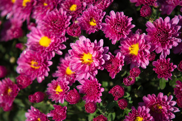 Obraz premium Chrisanthemum being grown in plastic pot. Outdoor flowers. Autumn season.