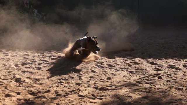 Intimidating bulldog chasing reflection while kicking up dust in sandy yard